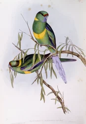 Mallee Ringneck
