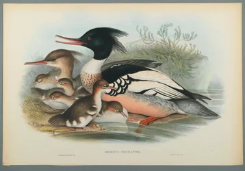Merganser
