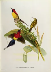 Nectarinia Gouldae from 