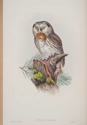 Nyctale Tengmalmi, plate from The Birds of Great Britain by John Gould, published 1862-73