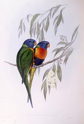 Ornate Lorikeet