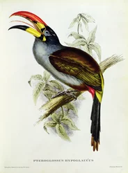 Pteroglossus hypoglaucus from Tropical Birds