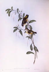 Red-browed pardalote (Pardalotus rubricatus), Engraving by John Gould