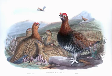Red Grouse (Lagopus lagopus scotica)