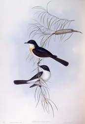 Restless flycatcher (Myiagra inquieta), Engraving by John Gould