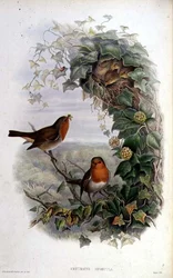 Robin