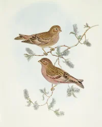 Rosy Finch (Erythrospiza incarnata), Engraving by John Gould