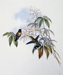 Ruby-throated Hummingbird (Archilochus colubris), Engraving from Monograph of Trochilidae or Humming Birds (1849-1861)