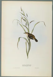 Sedge Warbler
