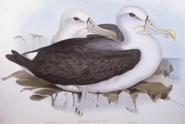 Shy Albatross (Thalassarche cauta), Engraving by John Gould
