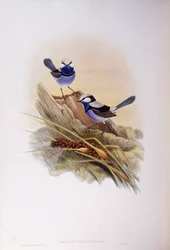 Splendid fairywren (Malurus splendens), Engraving by John Gould