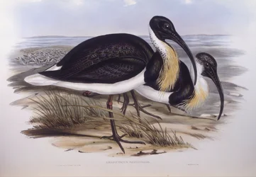 Straw-necked ibis (Threskiornis spinicollis), Engraving by John Gould