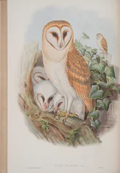 Strix Flammea, Plate from The Birds of Great Britain by John Gould, Published 1862-73