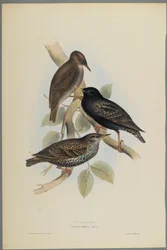 Starling