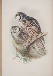 Surnia Funerea, plate from The Birds of Great Britain by John Gould, published 1862-73