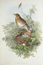 Thrush with its nest