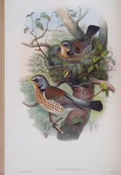 Turdus Pilaris, plate from The Birds of Great Britain by John Gould, published 1862-73