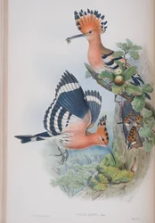 Upupa Epops, plate from The Birds of Great Britain by John Gould, published 1862-73