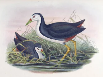 White-breasted Waterhen Amaurornis phoenicurus (Pennant)
