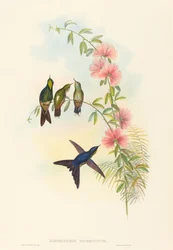 Small-billed Thornbill