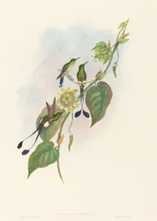White-footed Racket-Tail