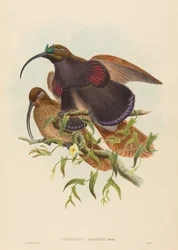 Black-billed Sicklebill Bird of Paradise