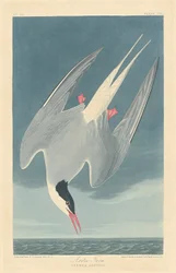 Arctic Tern