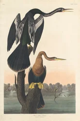 Black-bellied Darter