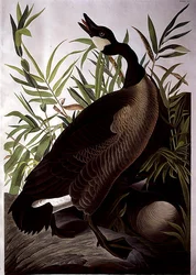 Canada Goose, from 