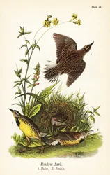 Eastern Meadowlark