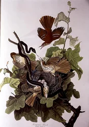 Ferruginous Thrush, from 
