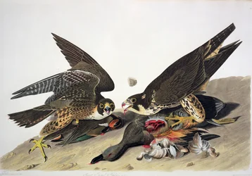 Great Footed Hawk, from 