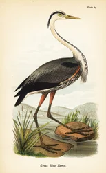 Great Blue Heron