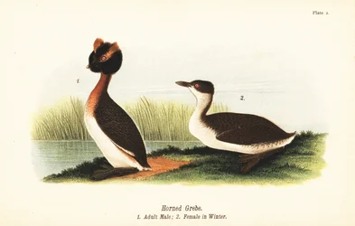 Horned grebe, adult male and female in winter plumage