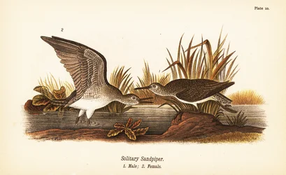 Solitary Sandpiper, Male and Female
