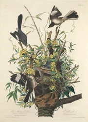 The Mocking Bird