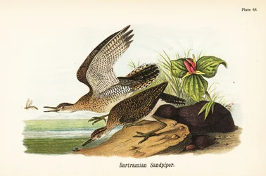 Upland Sandpiper
