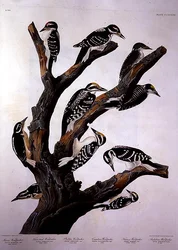 Woodpeckers, from 