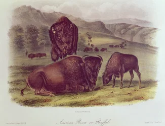 American Bison or Buffalo, from 