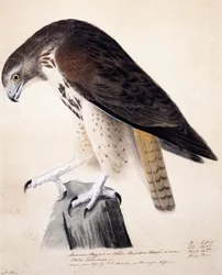 American Buzzard or White Breasted Hawk