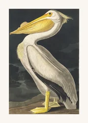 American White Pelican from Birds of America (1827)