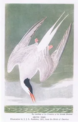Arctic Tern