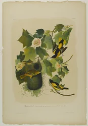 Baltimore Oriole