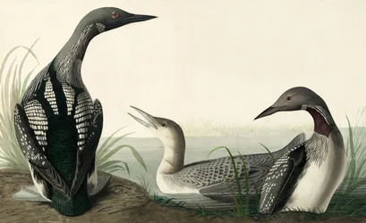 Black-throated Diver, Colymbus Arcticus, from The Birds of America by John J. Audubon, pub. 1827-38