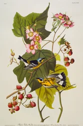Black and Yellow Warbler. Magnolia Warbler