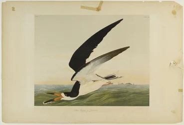 Black Skimmer or Shearwater, printed by Julien Bien and published by Roe Lockwood & Son, 1861
