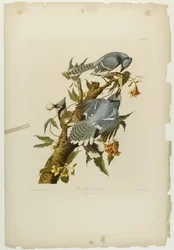 Blue Jay