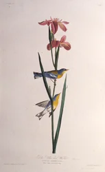 Blue Yellow-backed Warbler from The Birds of America