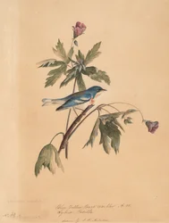 Blue Yellow Back Warbler
