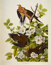 Carolina Turtledove. Mourning Dove